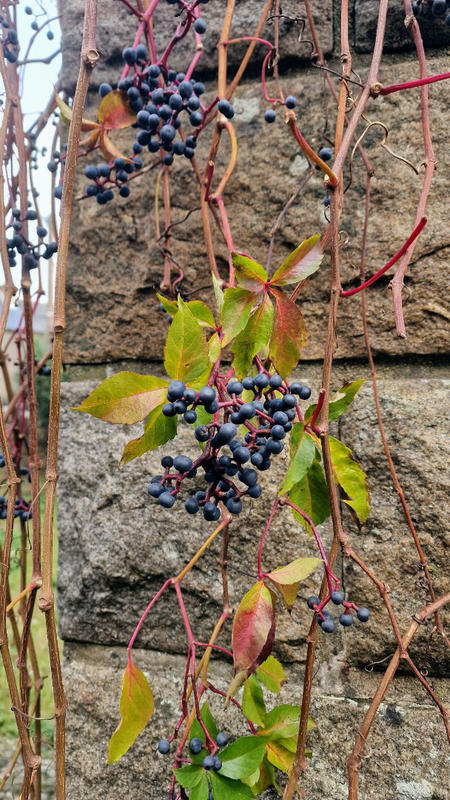 Maison - 65 m² - 3 pièces