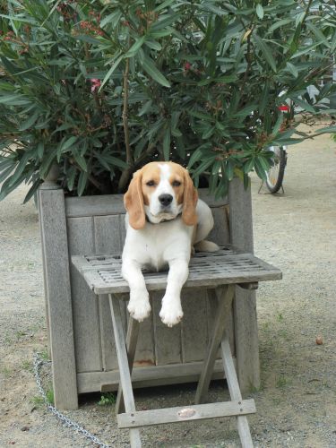 Chateau de la Flocelliere