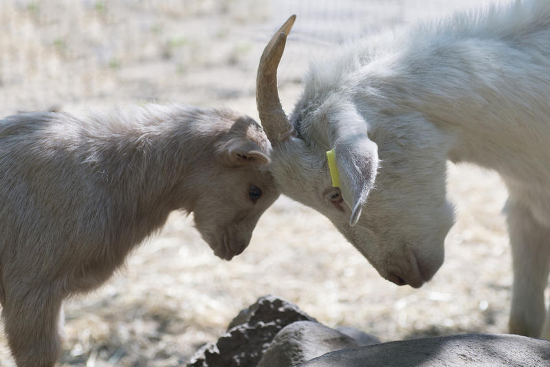 Parc Animalier de Lussas