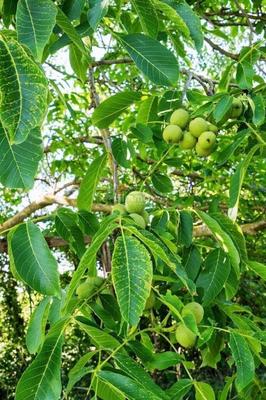 Terrain de loisirs - 2 550 m²