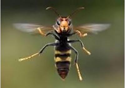 Conférence sur le frelon asiatique et atelier piège