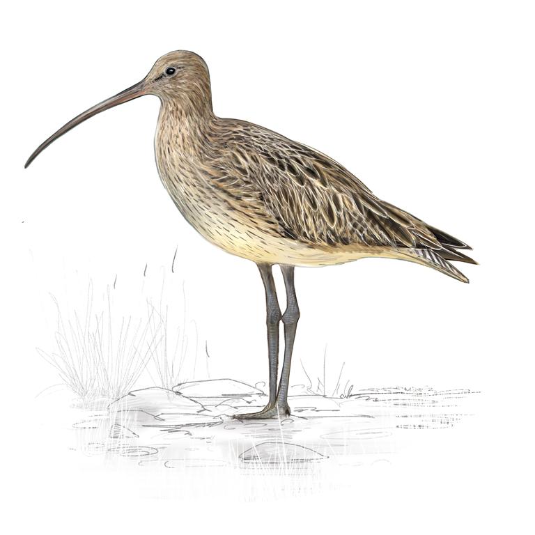 Les Oiseaux de la confluence Aisne - Aire