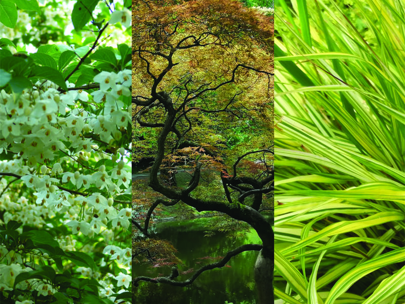 Fête des Plantes : Entre ville et jardin