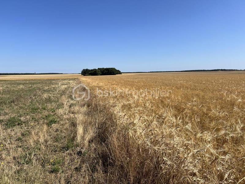 Terrain constructible - 1 077 m²