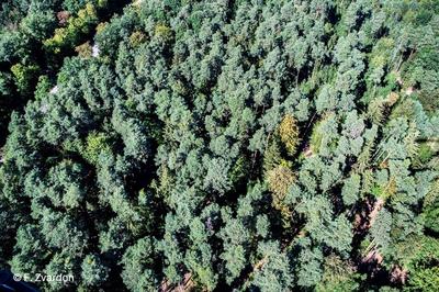 Les richesses patrimoniales de la forêt