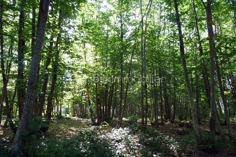 Forêt - 27 870 m²