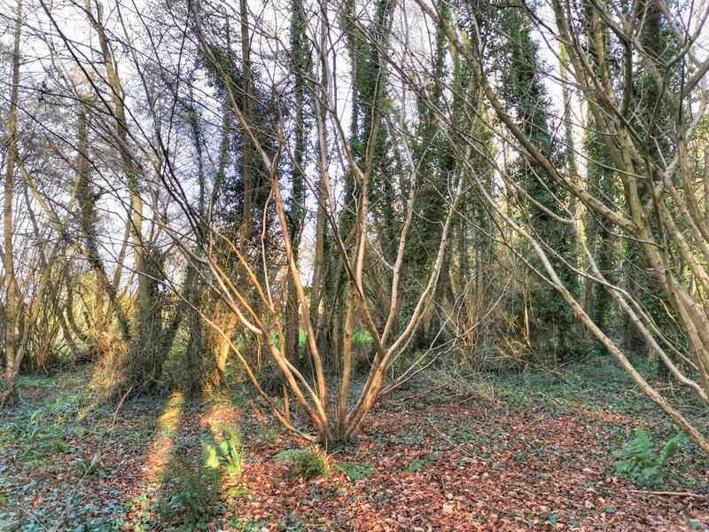 Terrain de loisirs - 14 000 m²