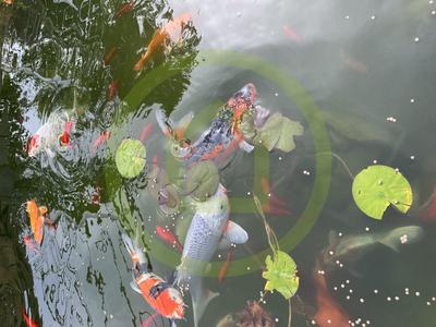 Maison - 305 m² - 11 pièces