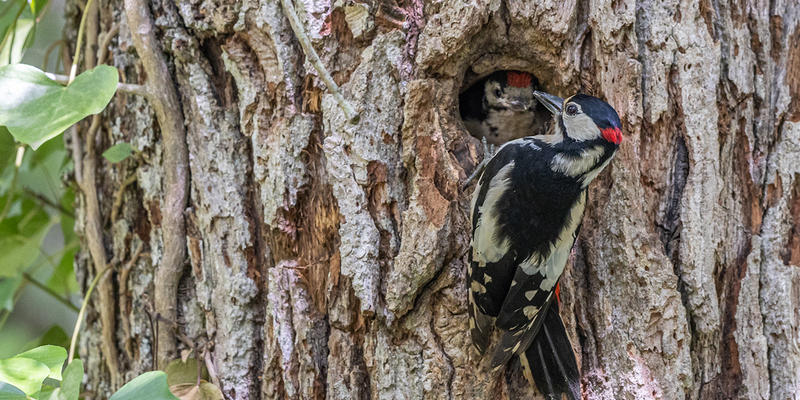 Sortie nature avec la Lpo