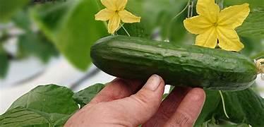 Le Goût des Saisons