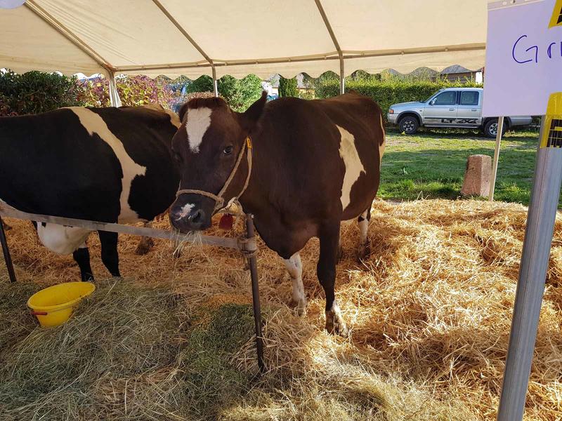 Fête du munster au Pays Welche
