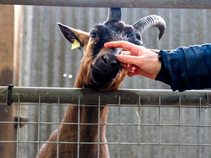Atelier découverte : la magie des naissances des chevreaux