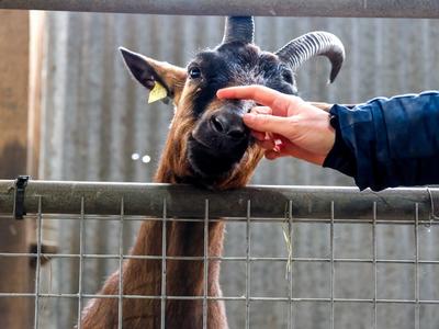 Atelier découverte : la magie des naissances des chevreaux