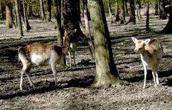 Parc Animalier la Bannie