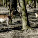 Parc Animalier la Bannie