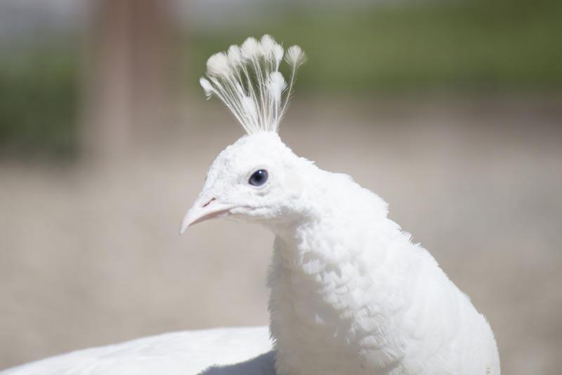 Parc Animalier de Lussas