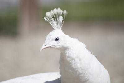 Parc Animalier de Lussas