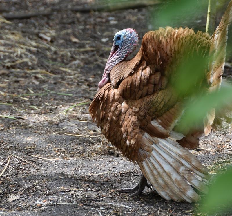 Fête de l'Âne et de l'été