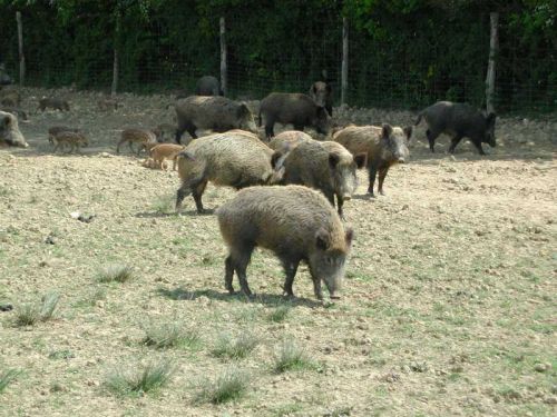 Les Sangliers du Bailleul