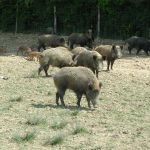 Les Sangliers du Bailleul