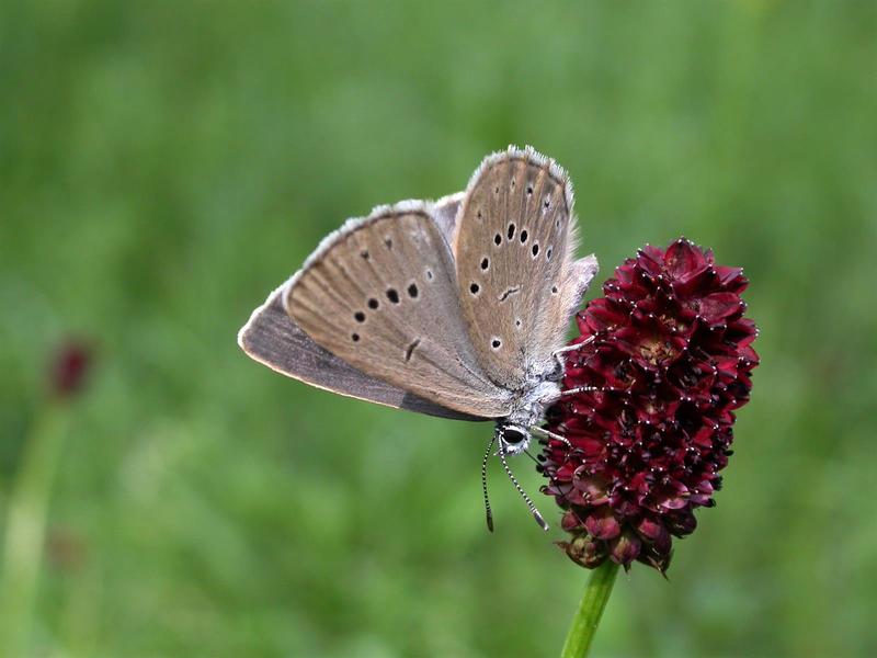 A la découverte des papillons du Ried de la Lutter
