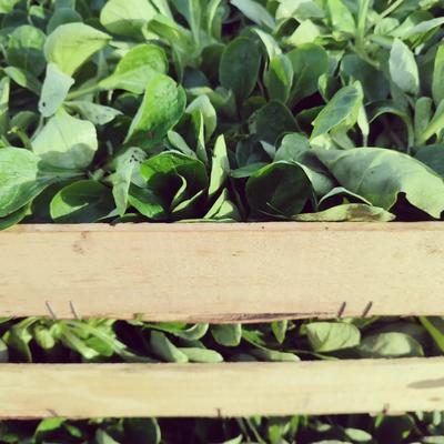 Le Goût des Saisons