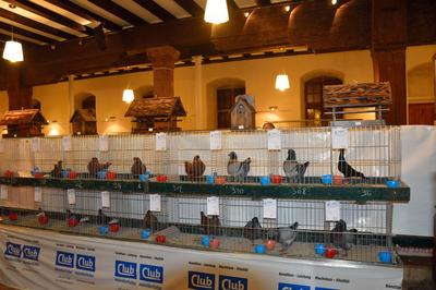 Exposition régionale et locale d'Aviculture de Sélestat