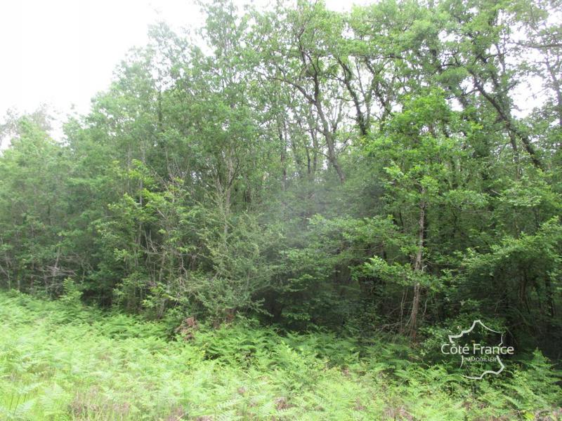 Forêt - 35 495 m²