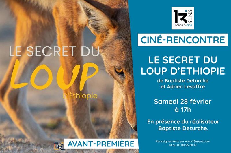 Ciné-Rencontre - le Secret du Loup d'Ethiopie