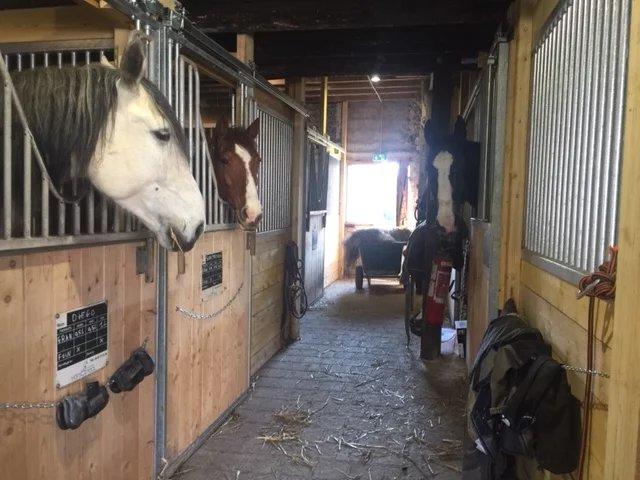 Maison de domaine équestre - 231 m² - 7 pièces