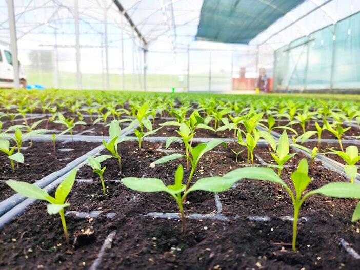 Atelier repiquage : de la graine à la vie