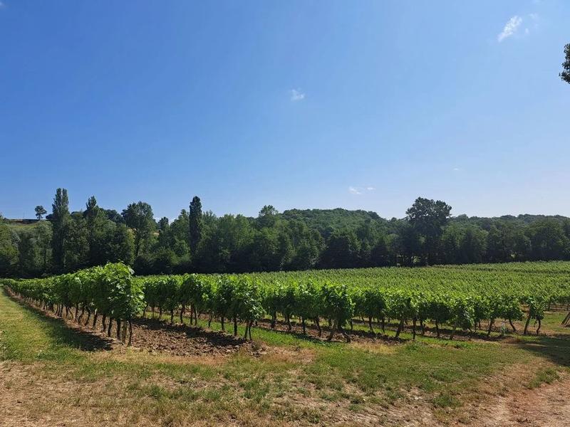 Propriété viticole - 168 m² - 7 pièces