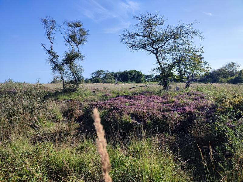 Balade nature - Terre et Mer autour du Cap d'Ailly
