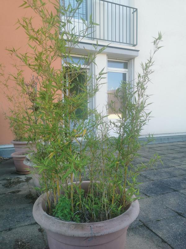 Appartement - 76 m² - 4 pièces