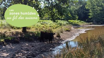 Des vaches au milieu des mares