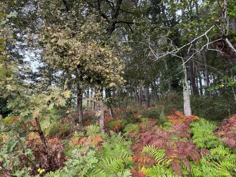 Terrain - 51 575 m²