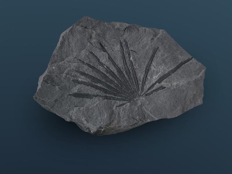 Exposition Paleobotanica - aux racines du vivant