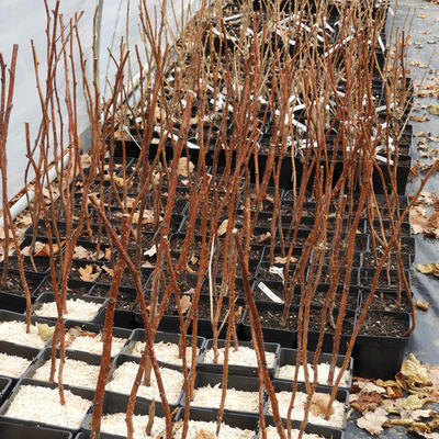 Pépinière du Chardon Bleu