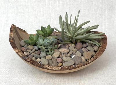 Composition de plantes grasses