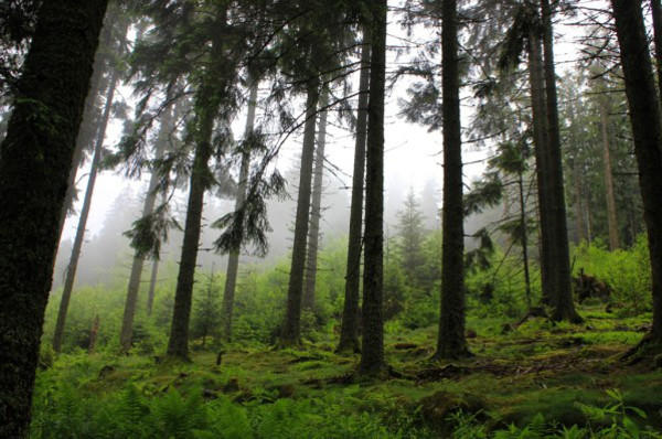 Balade ludique - la tête des Faux