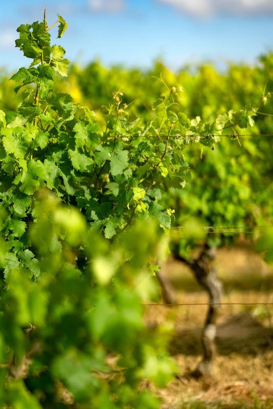 Terrain agricole - 360 000 m²