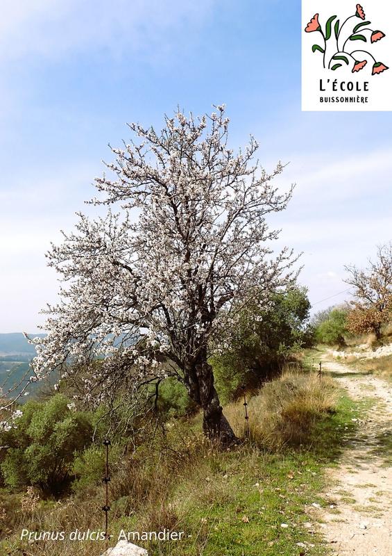 Balade ethnobotanique de l'Amandier