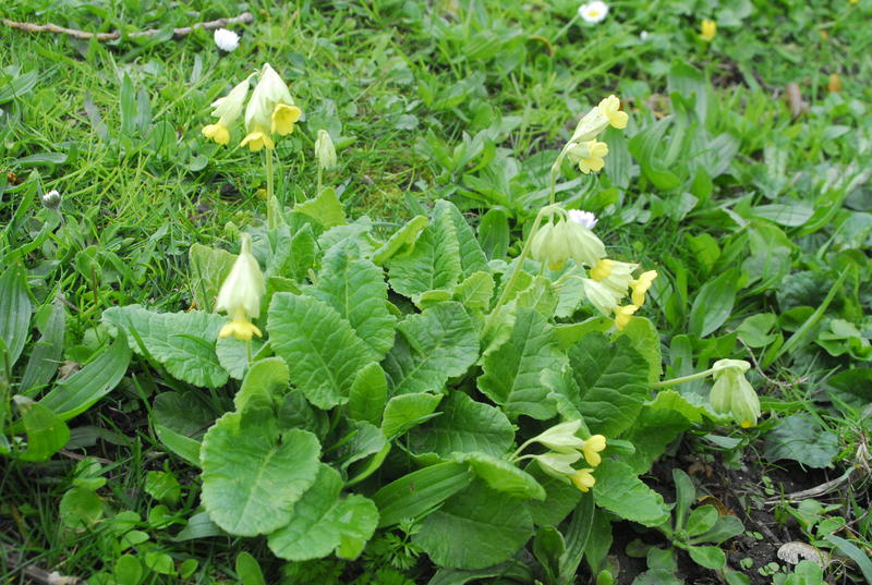 Sortie découverte des plantes sauvages comestibles