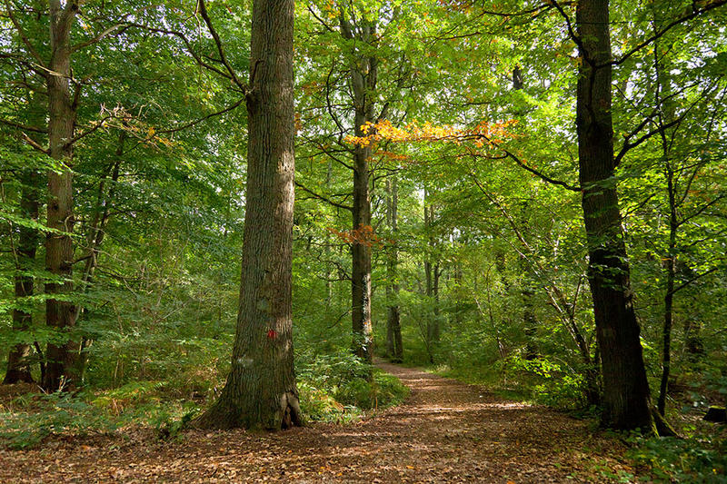 Bois de Roquelaure - les nuits des forêts