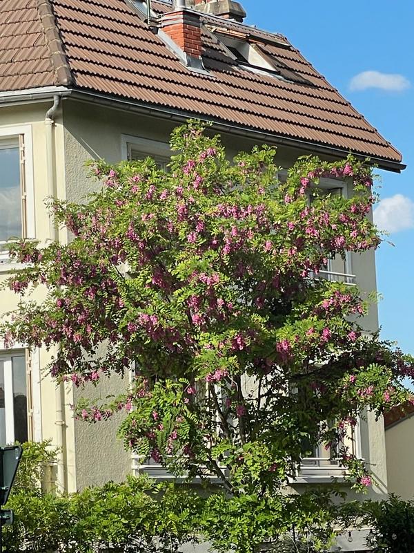 Maison ancienne - 105 m² - 6 pièces