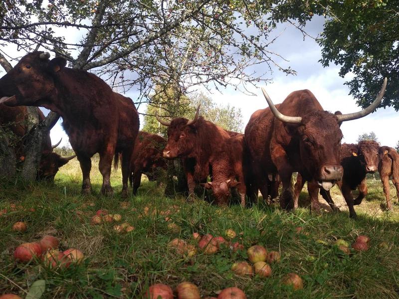 Le salon à la ferme - marché paysan