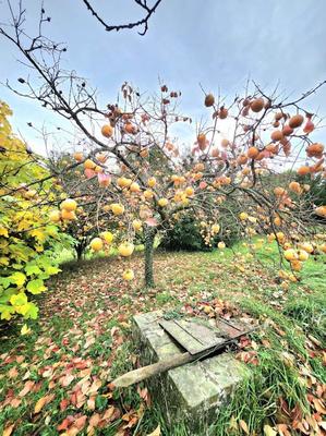 Maison de maîtres - 370 m² - 8 pièces