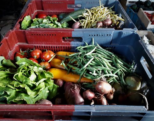 Les jardins d'insertion de l'Artois