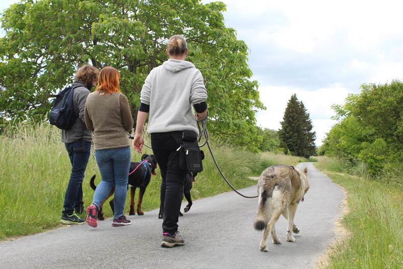 Rando canine et marché artisanal