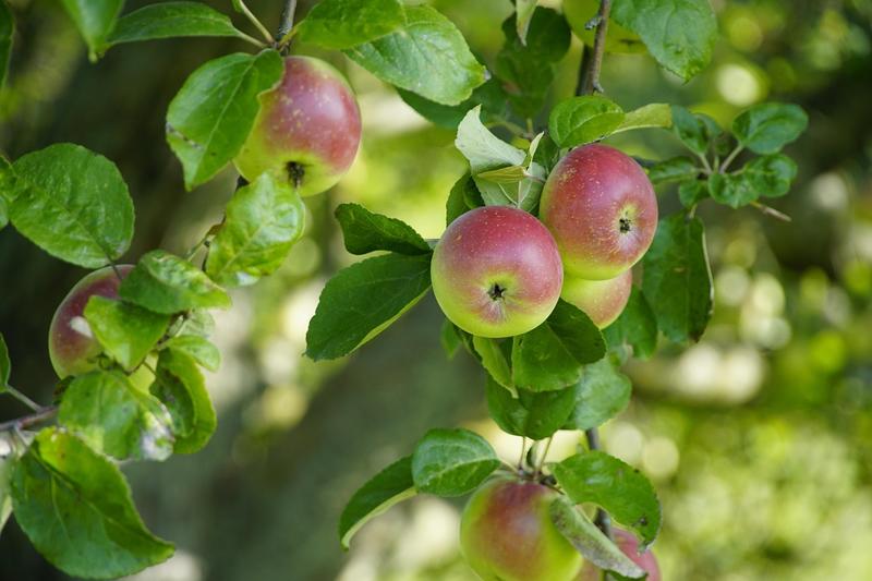 Journée de découverte de la taille et de la greffe d'arbres fruitiers